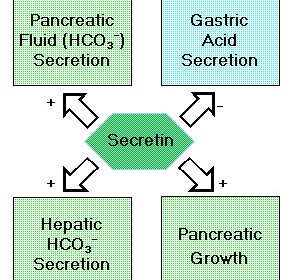 secretin