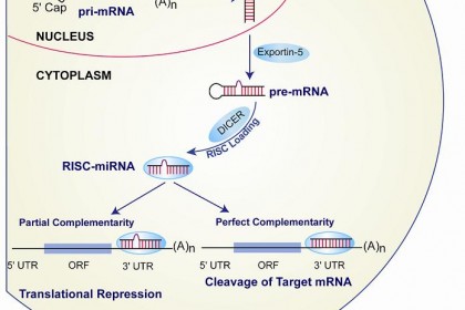 miRNA