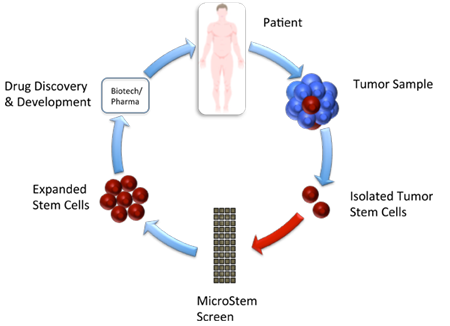 stem cell expansion